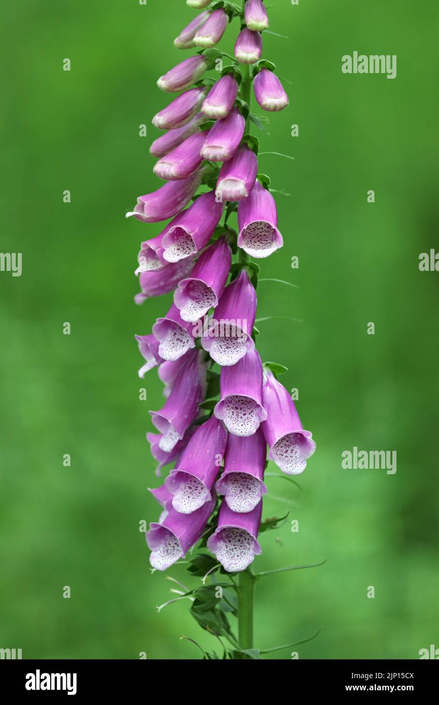 Common Foxglove Flowers, (Digitalis purpurea), Teesdale, County Durham, UK. Stock Photo
