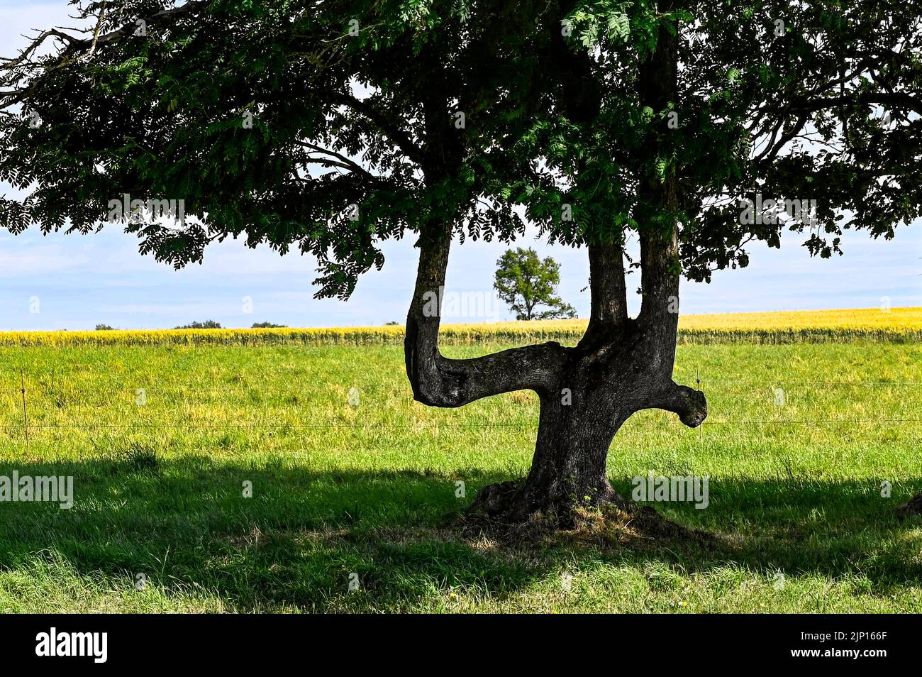 Rural beauty: a tree at a field near Mouchamps in Vendée, France Stock Photo