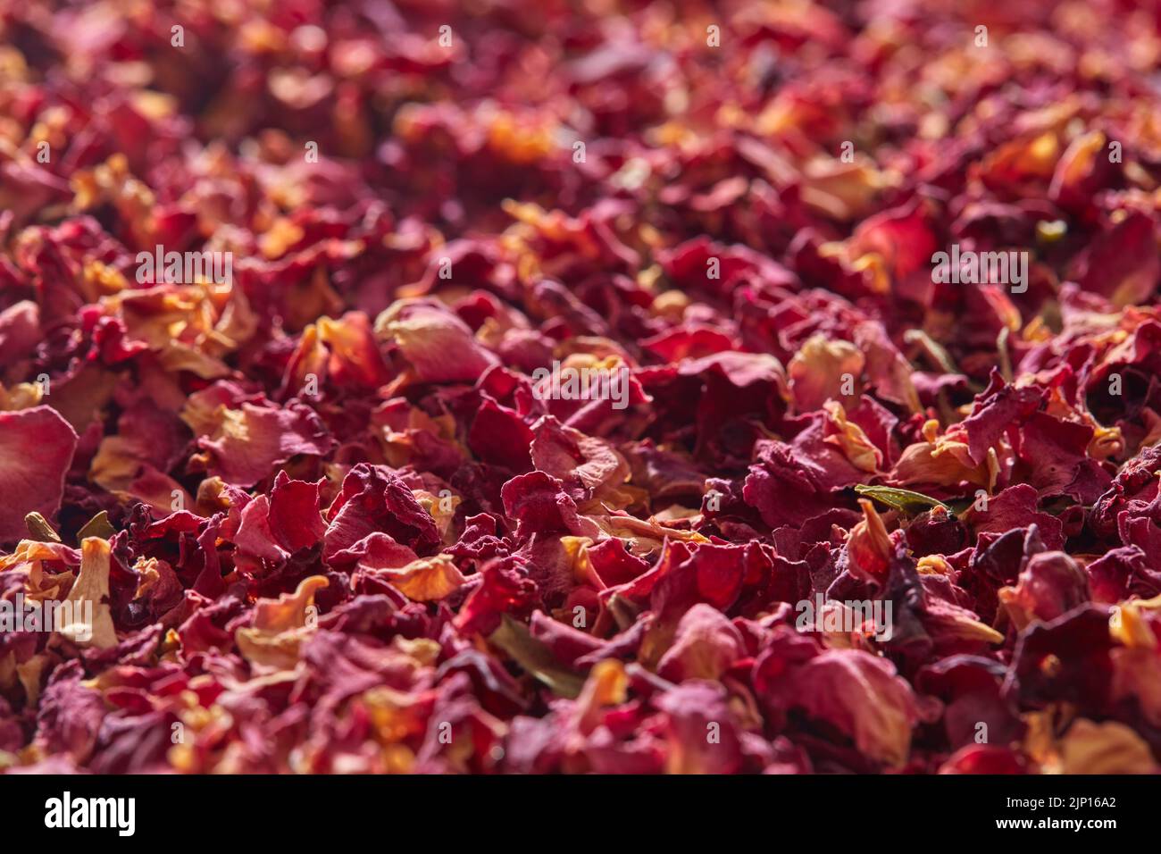 Dried Organic Damask Rose Petals Stock Photo - Download Image Now - Damask  Rose, No People, Alternative Therapy - iStock