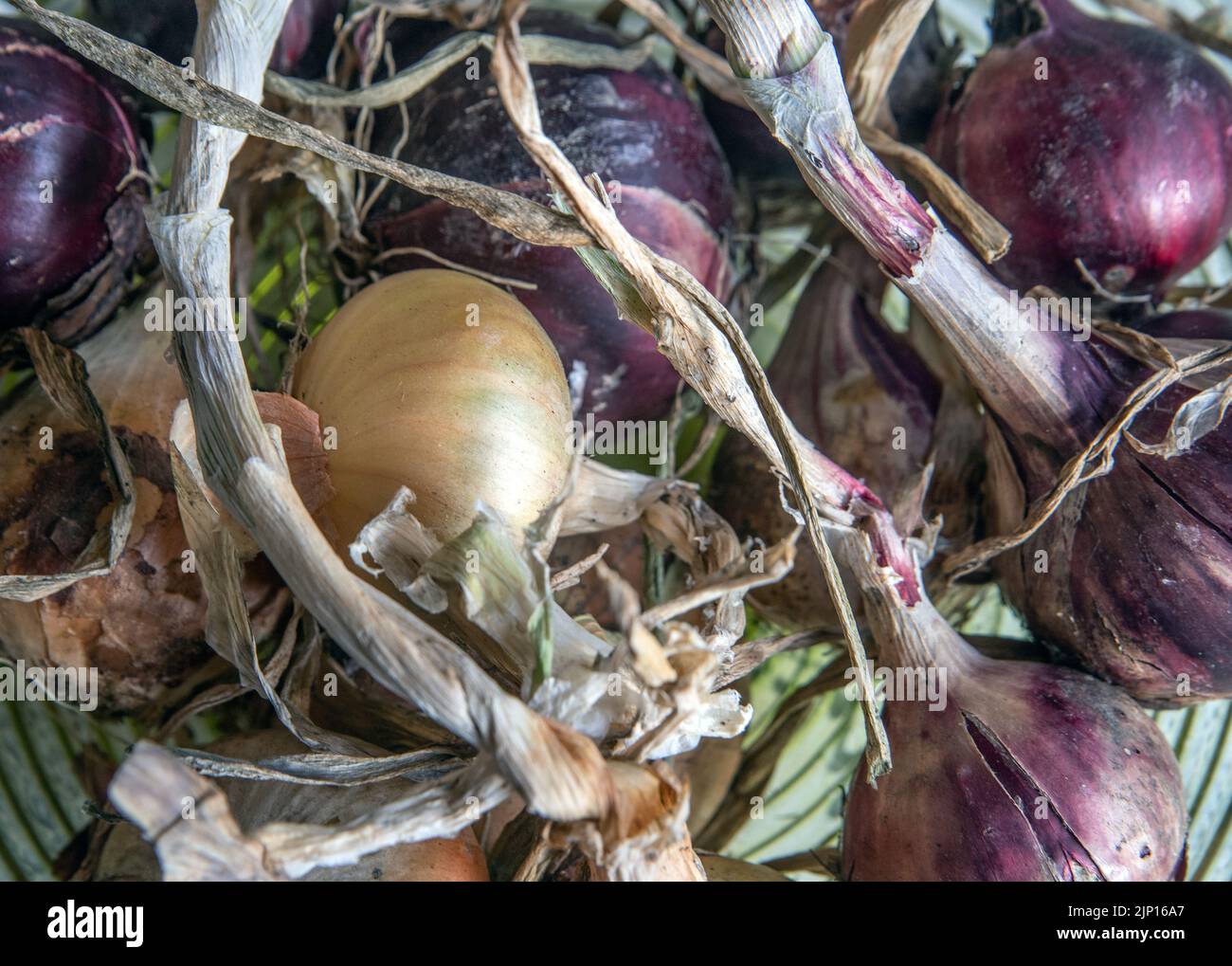 red and yellow onion. photo: Bo Arrhed Stock Photo