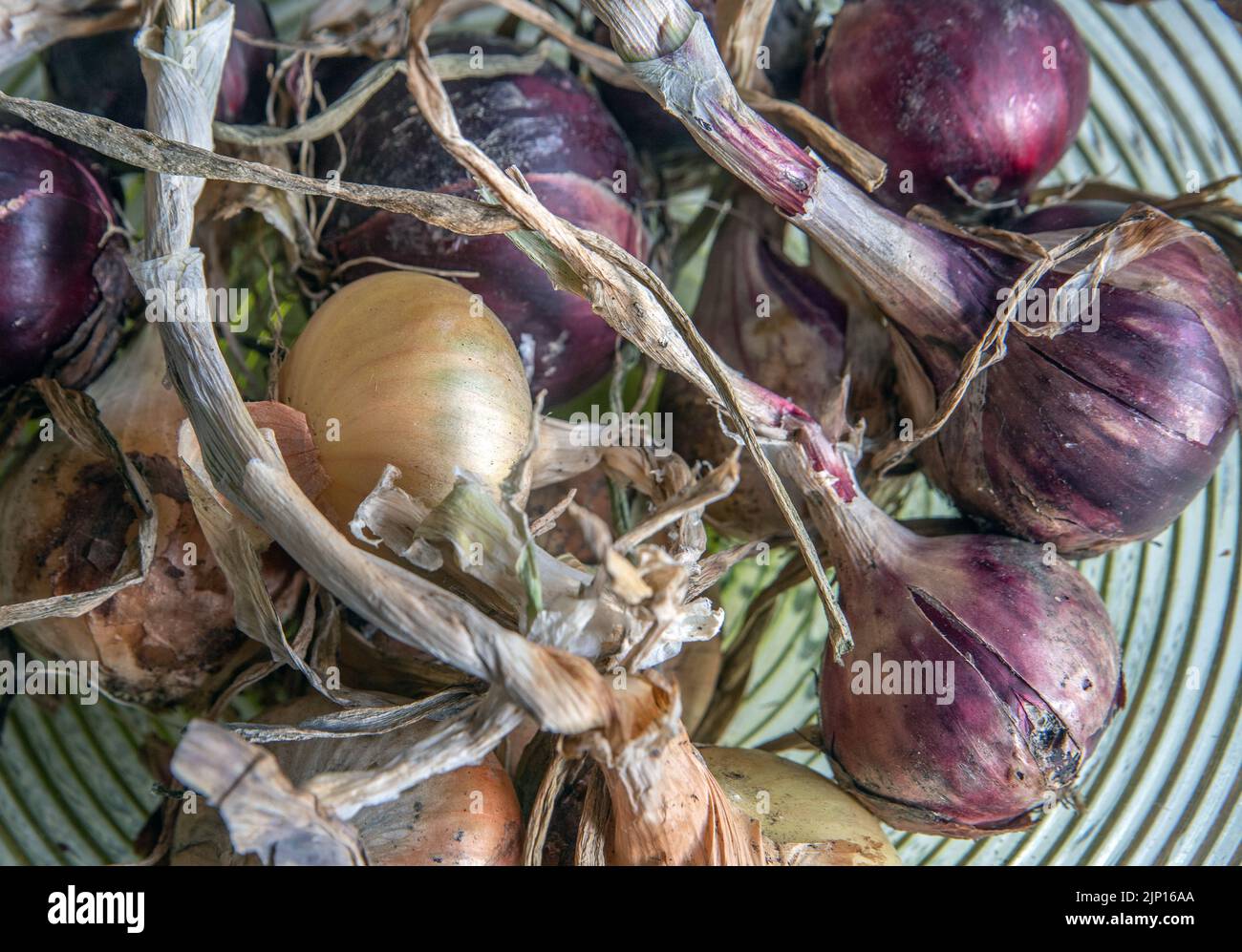 red and yellow onion. photo: Bo Arrhed Stock Photo