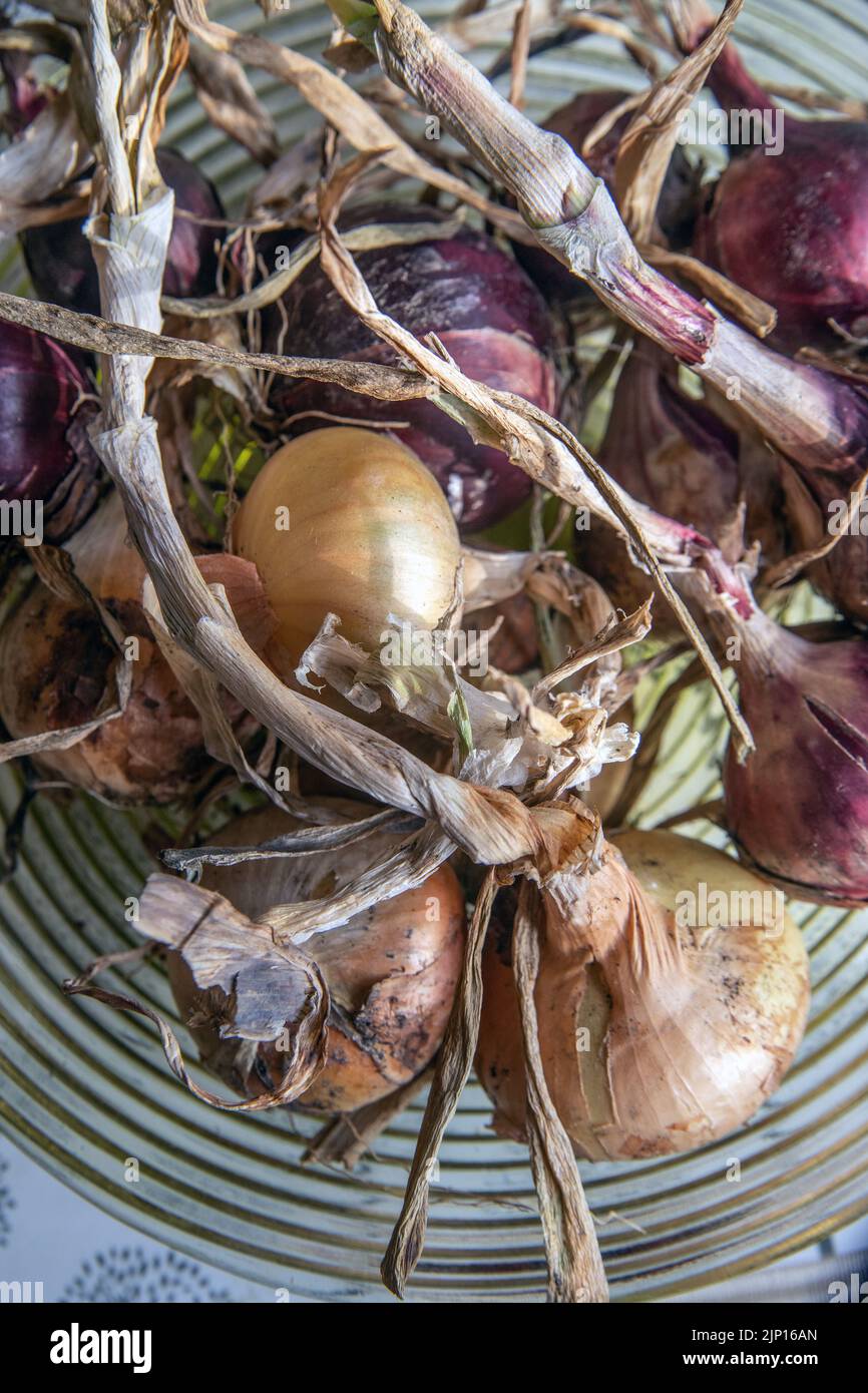 red and yellow onion. photo: Bo Arrhed Stock Photo