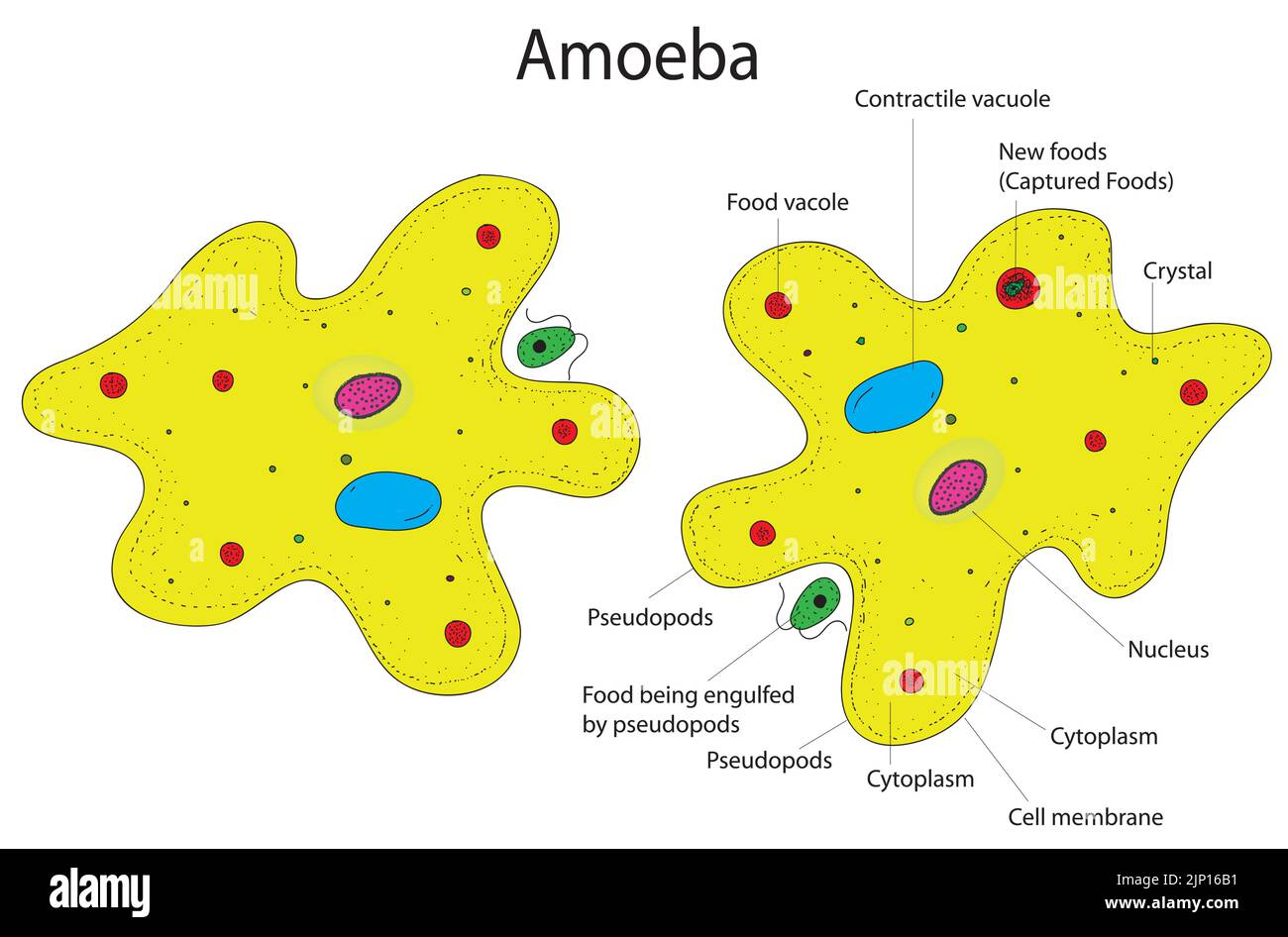 Amoeba structure Stock Vector