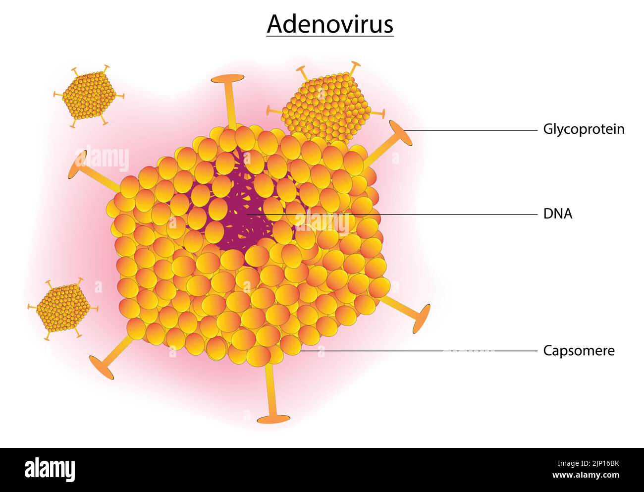 Adenoviruses Anatomy Stock Vector