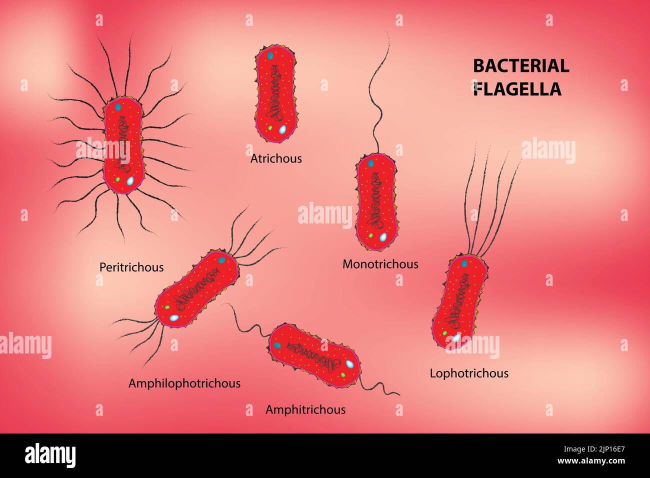 Classification of Bacterial Flagella Stock Vector
