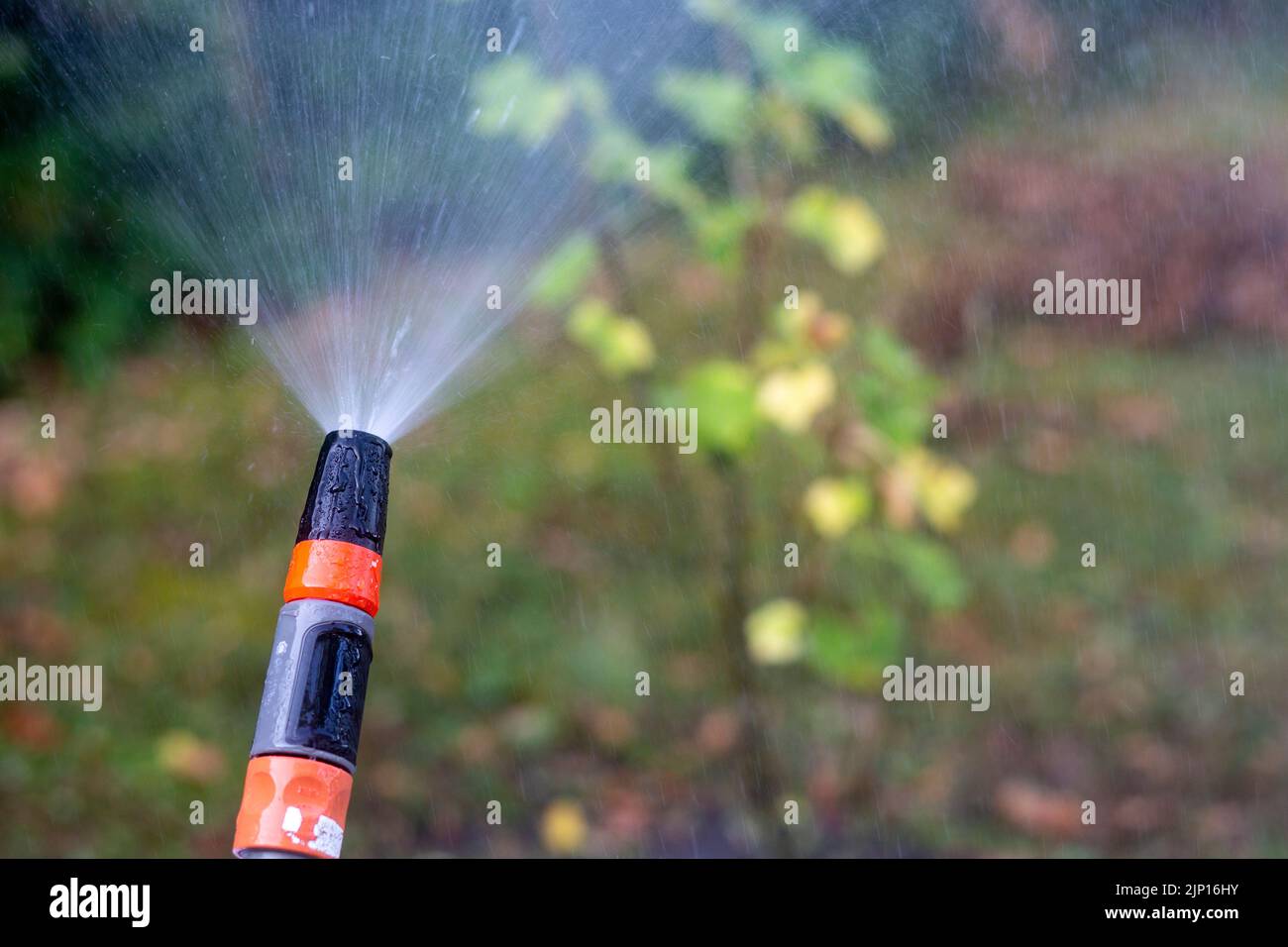 A garden hosepipe in use this morning to water plants at a time when hospipe bans are being considered in many European countries to cope with the dry Stock Photo