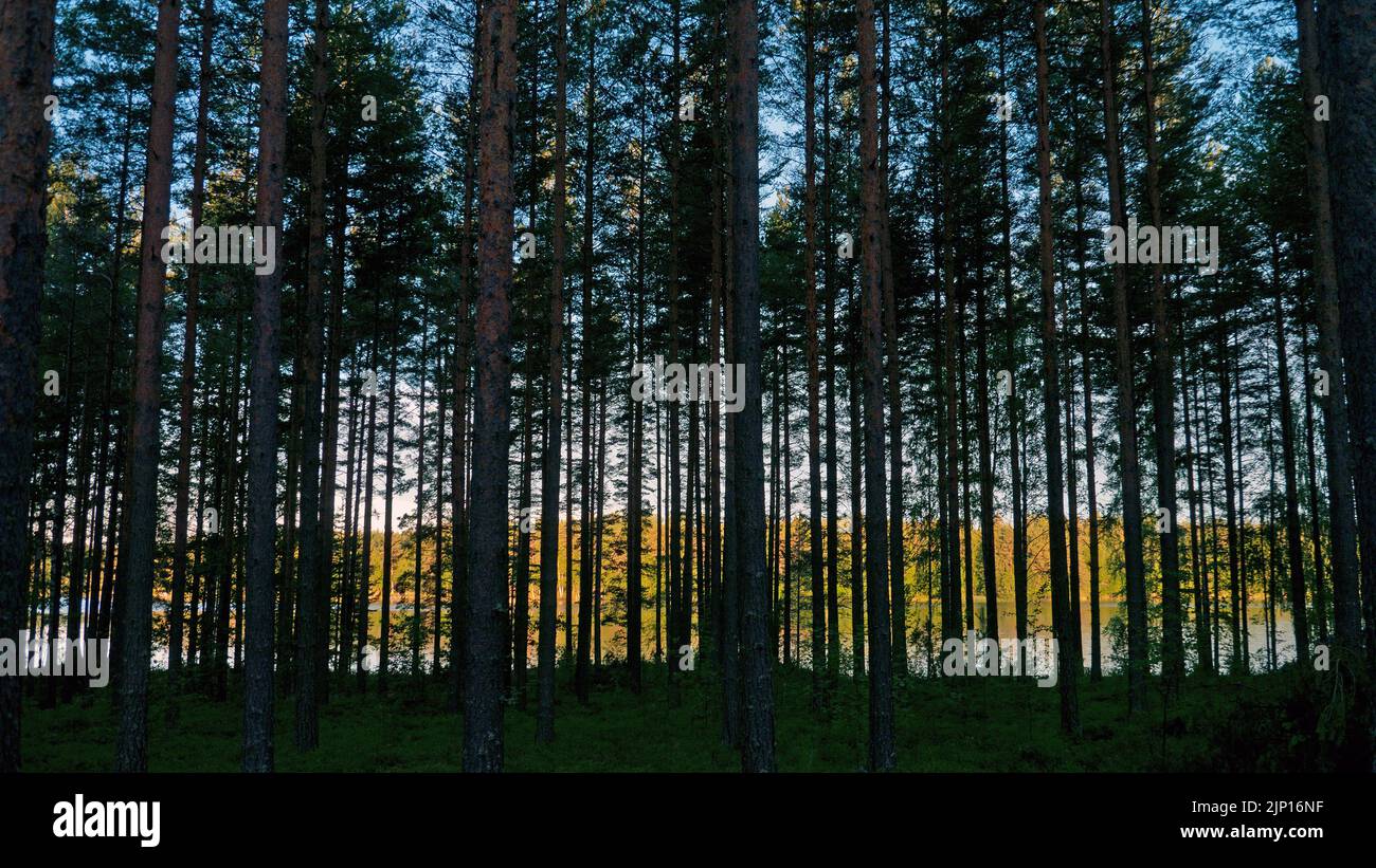 Forest pines (Pinus silvestris) and Horkanlahti bay, Vehmersalmi, Finland, 2020-07-15 04:47 +03. Stock Photo