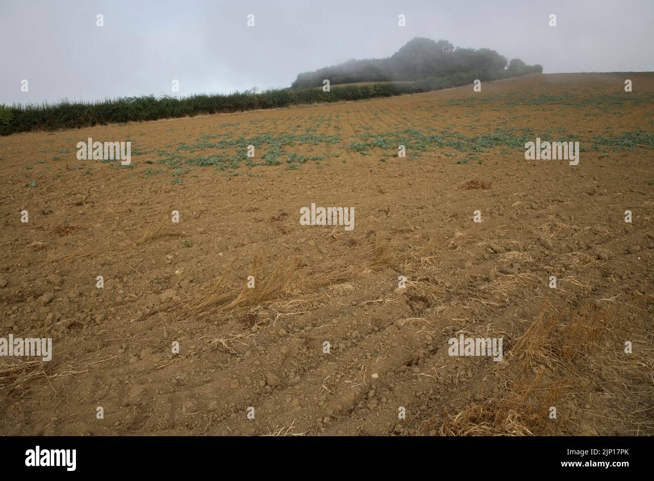 Crop failure in fields at peak of long hot spell with record temperatures August 2022 on slopes of Meon Hill Cotswolds UK Stock Photo