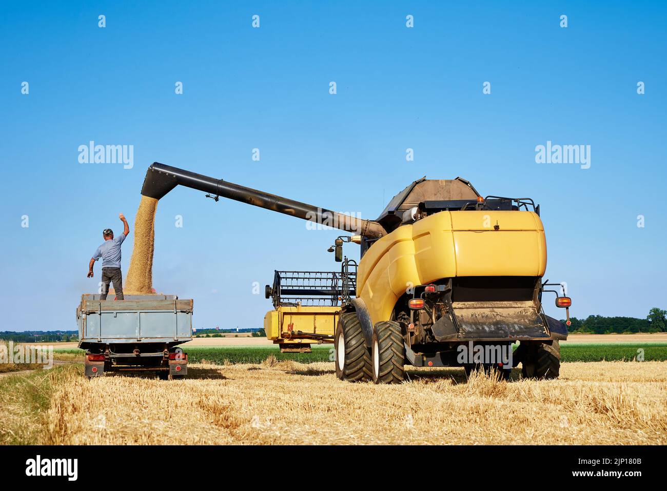 Combine harvester pours grain into back of tractor in wheat field