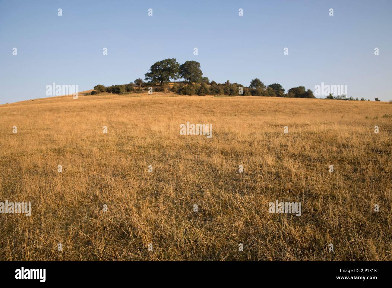 Parched grassland with yellow grass at peak of long hot spell with record temperatures August 2022 on slopes of Meon Hill with green copse of mature t Stock Photo