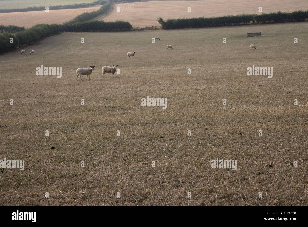 Sheep grazing on parched grassland with yellow grass at peak of long hot spell with record temperatures August 2022 on slopes of Meon Hill Cotswolds U Stock Photo