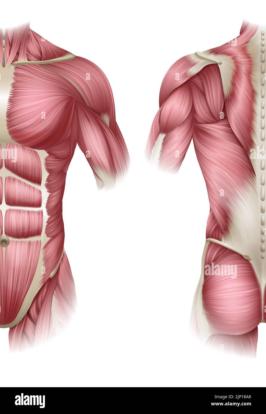 Human Body Trunk Muscles Anatomy Illustration Stock Vector