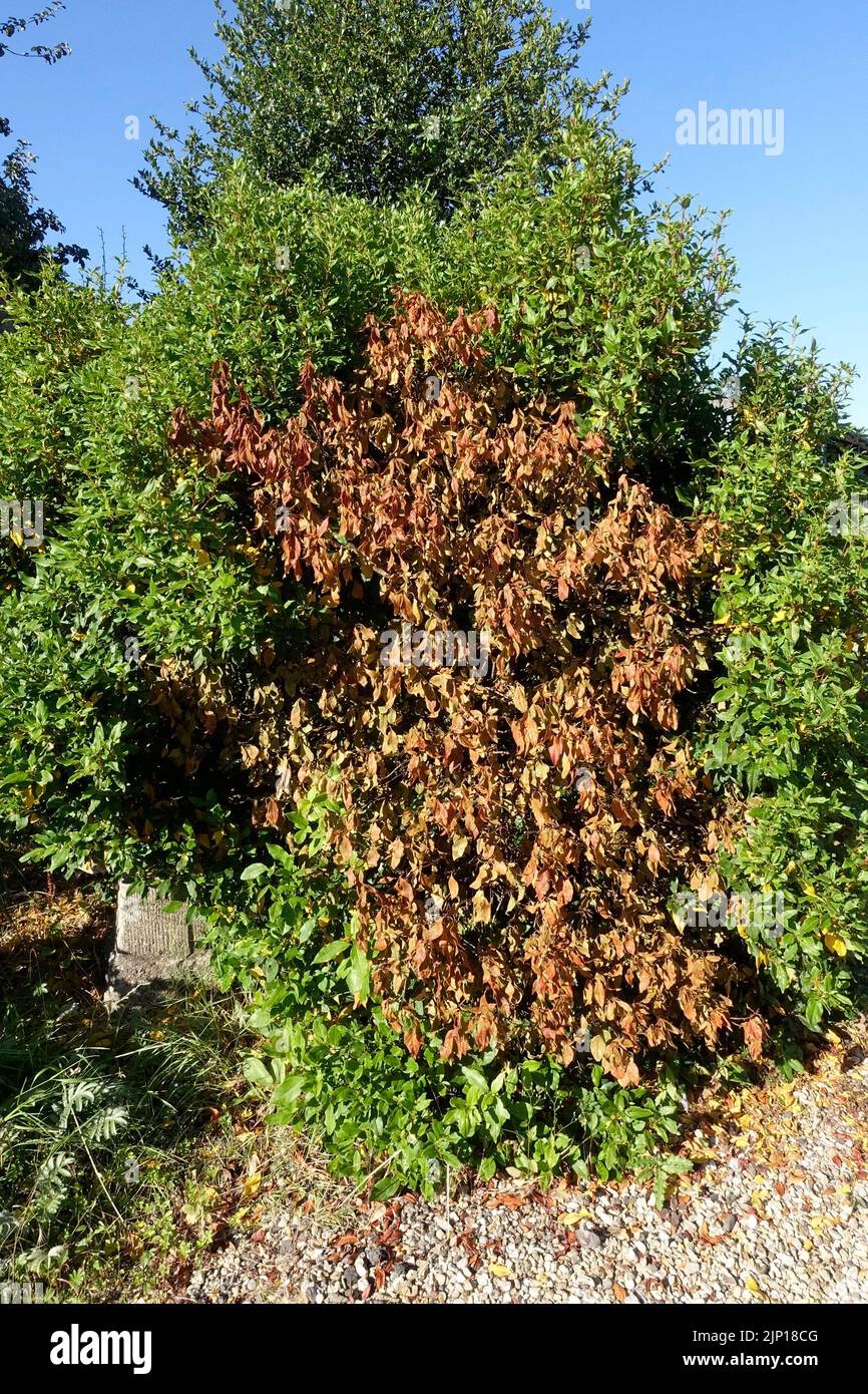 Large portion of shrub dying of water shortage in August 2022 drought Cotswolds UK Stock Photo