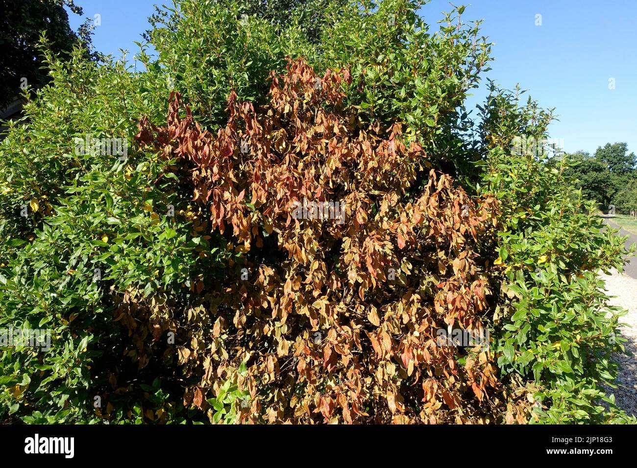 Large portion of shrub dying of water shortage in August 2022 drought Cotswolds UK Stock Photo