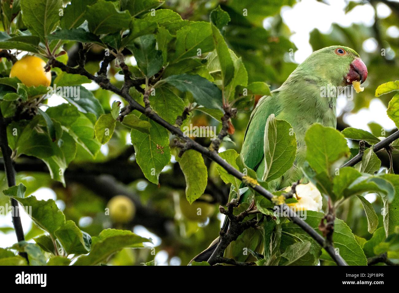 Ring Necked Parakeet eating crab apples in an English suburban garden Stock Photo