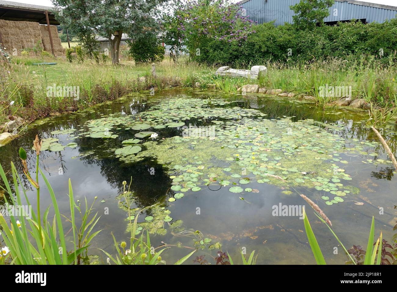 Large mature manmade pond at Colemans Hill Farm with lily pads July 7 2022 Stock Photo