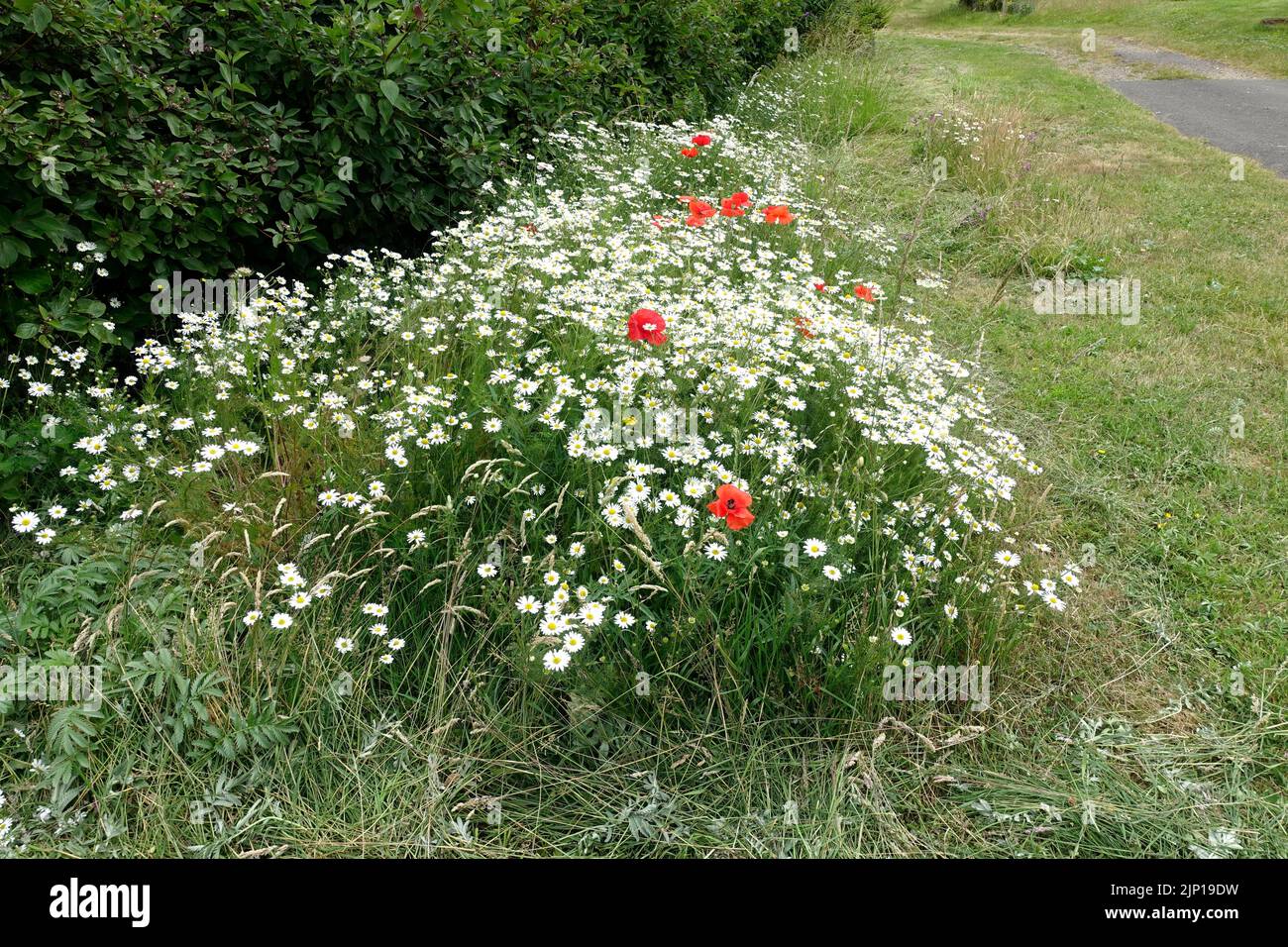 Wild flowersmainly daisies and poppies  sown along edge dogwood hedge Colemans Hill Farm UK Stock Photo