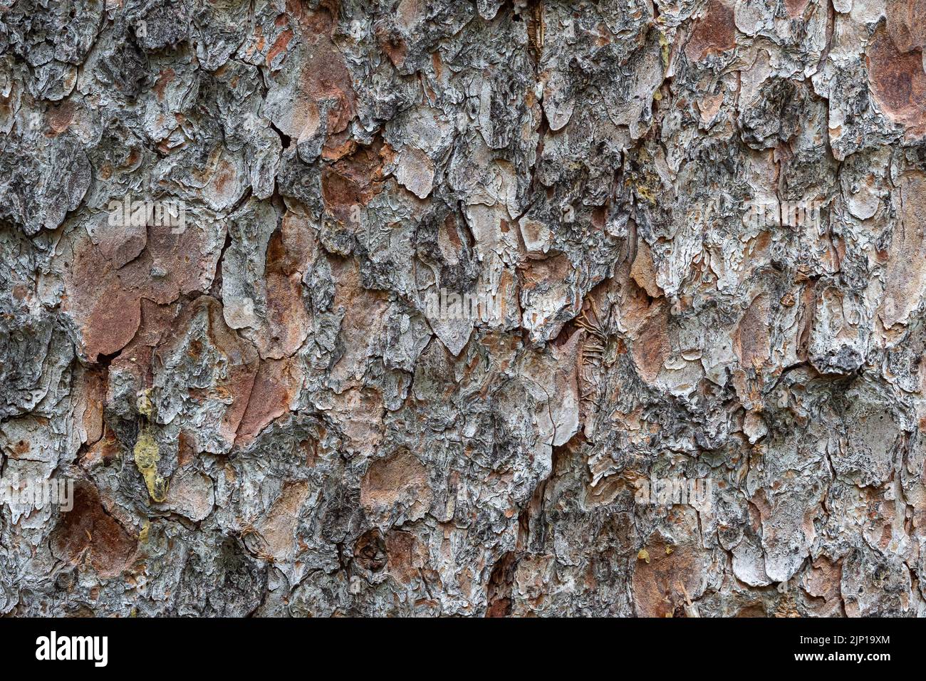 Texture of pine bark background. Tree bark in forest Stock Photo - Alamy