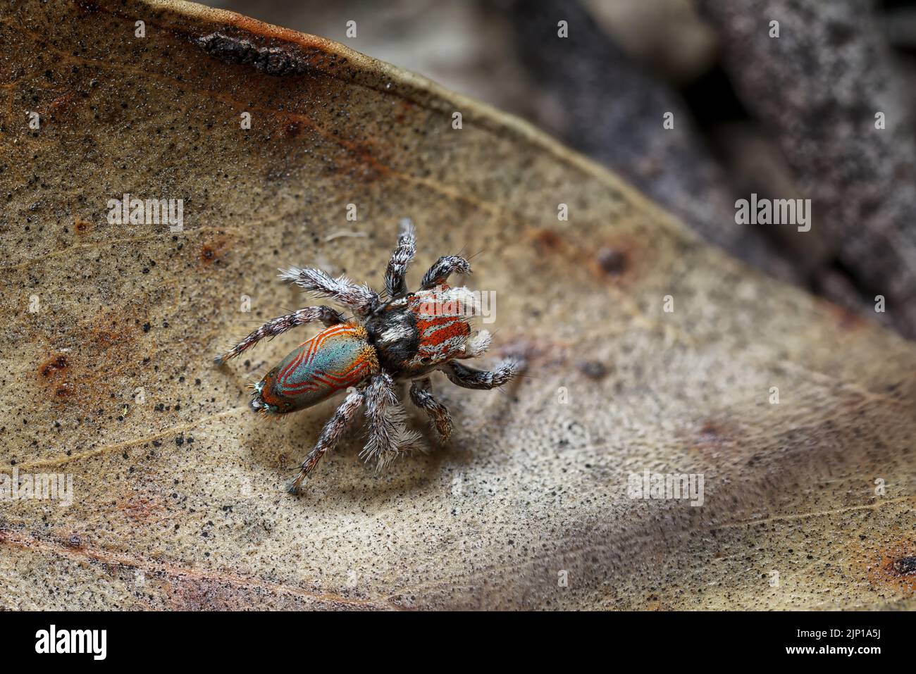 Male Peacock spider Maratus electricus in his breeding colours. Electricus was named after the circuit-board like lines on his back. Stock Photo