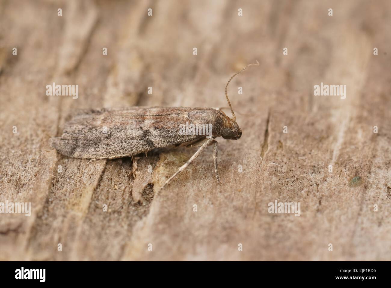 Detailed closeup on the small Tobacco Moth, Ephestia elutella, sitting on wood Stock Photo