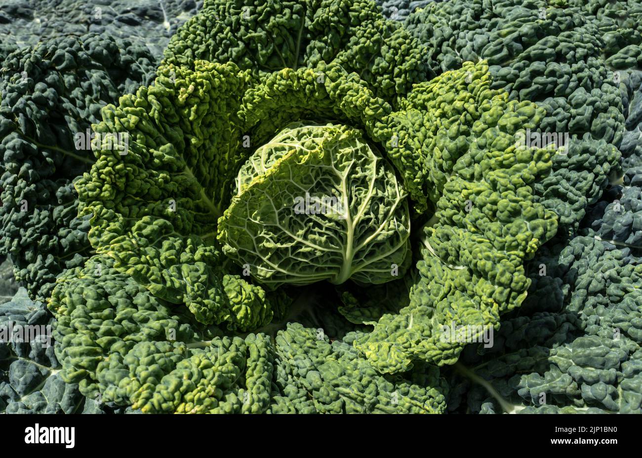 Growing savoy cabbage in close-up Stock Photo