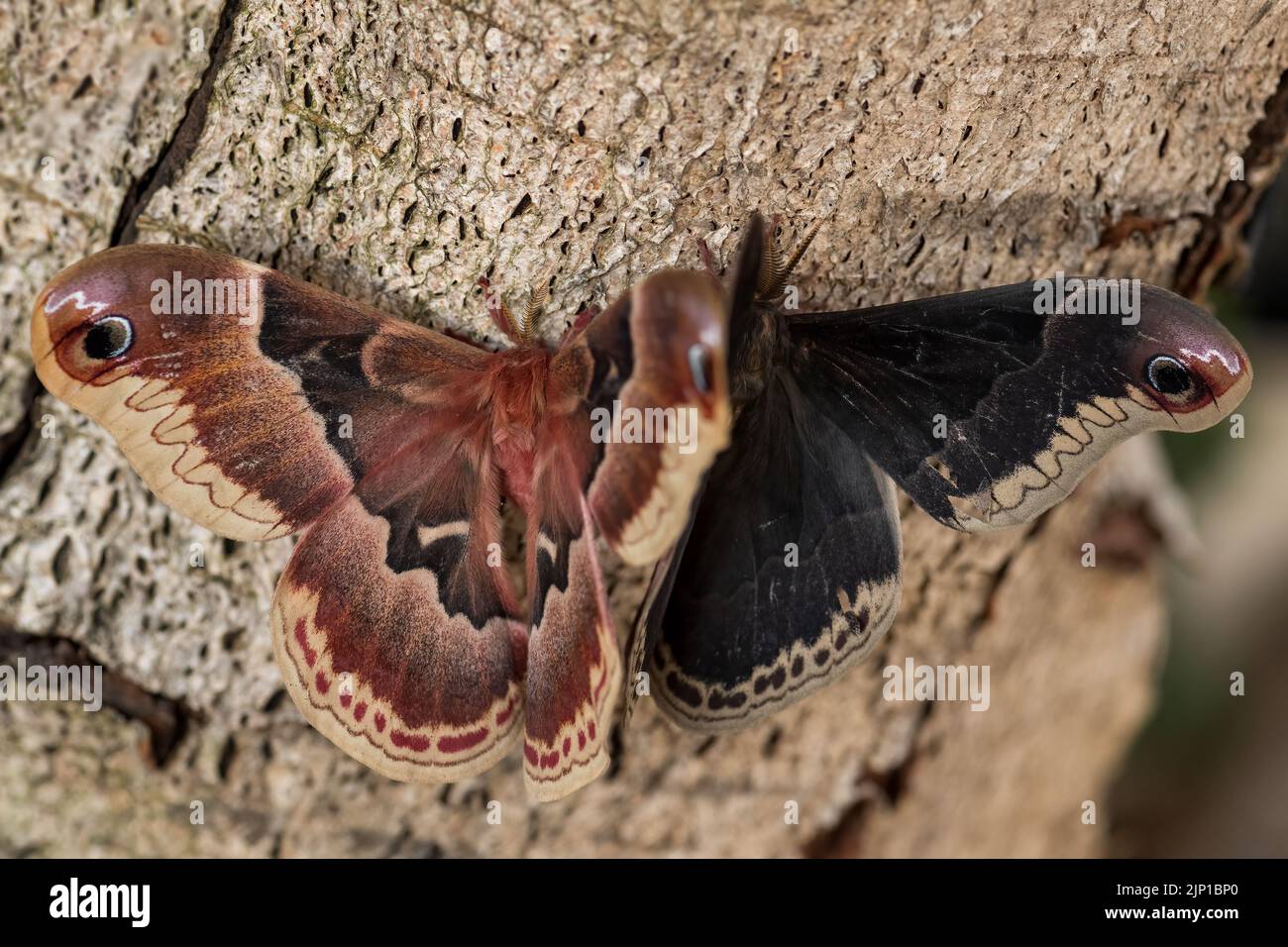 Spicebush Silkmoth - Callosamia promethea, beautiful large colored ...