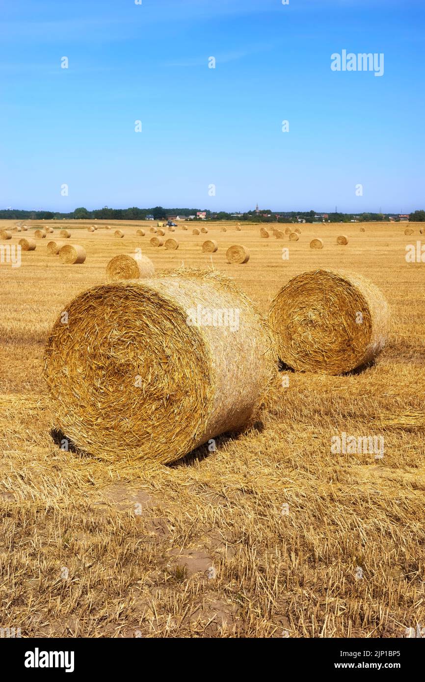 Summer landscape with hay bales on a field. Stock Photo