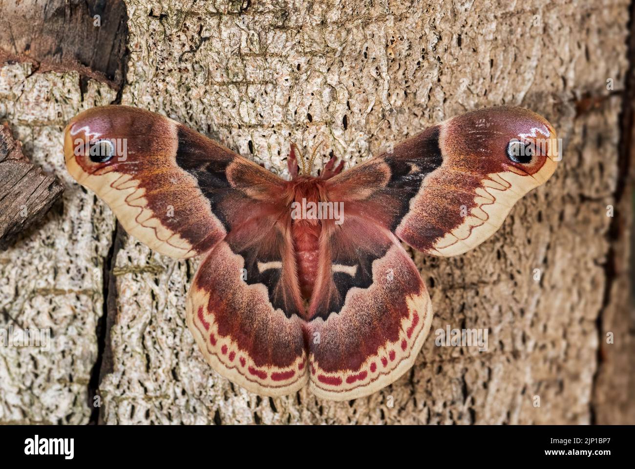 Spicebush Silkmoth - Callosamia promethea, beautiful large colored butterfly from American forests and woodlands, USA. Stock Photo