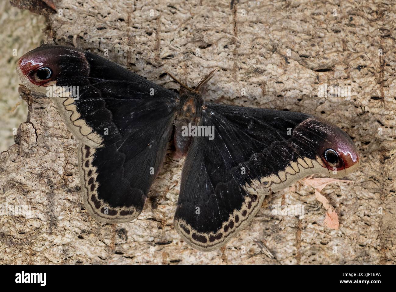 Spicebush Silkmoth - Callosamia promethea, beautiful large colored ...