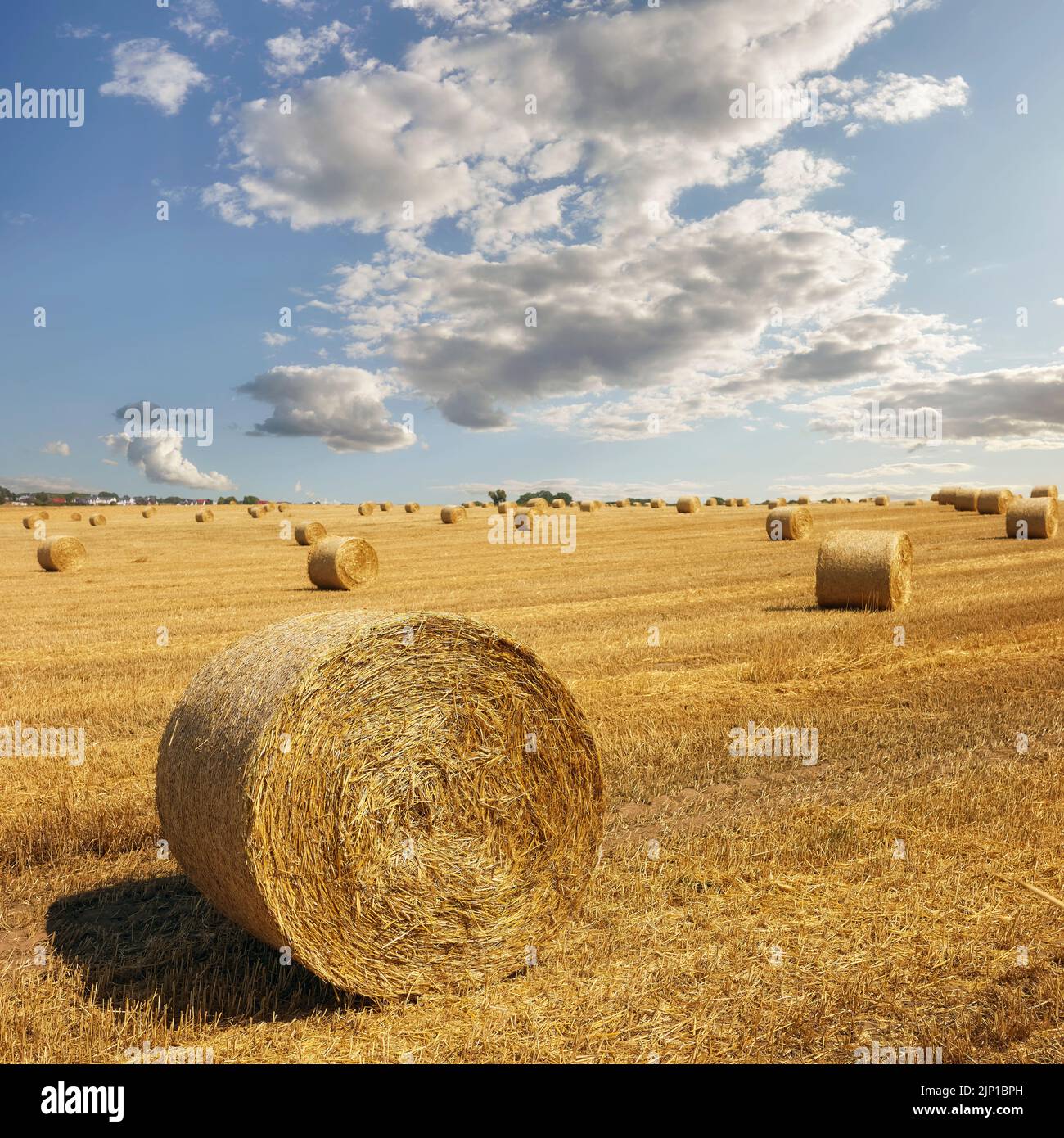 Summer landscape with hay bales on a field, selective focus Stock Photo ...