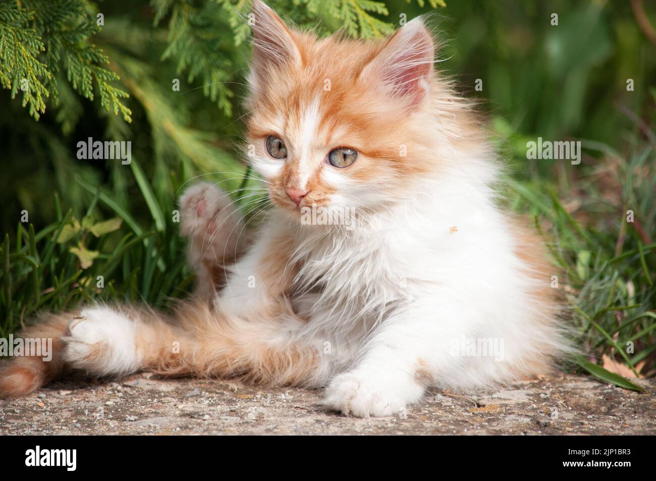 A little orange and white kitten stands on a path in the garden and looks at the camera Stock Photo