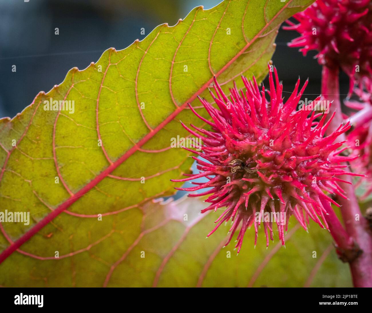 Castor oil plant, Ricinus communis, leaves, poisonous plant - selective focus Stock Photo