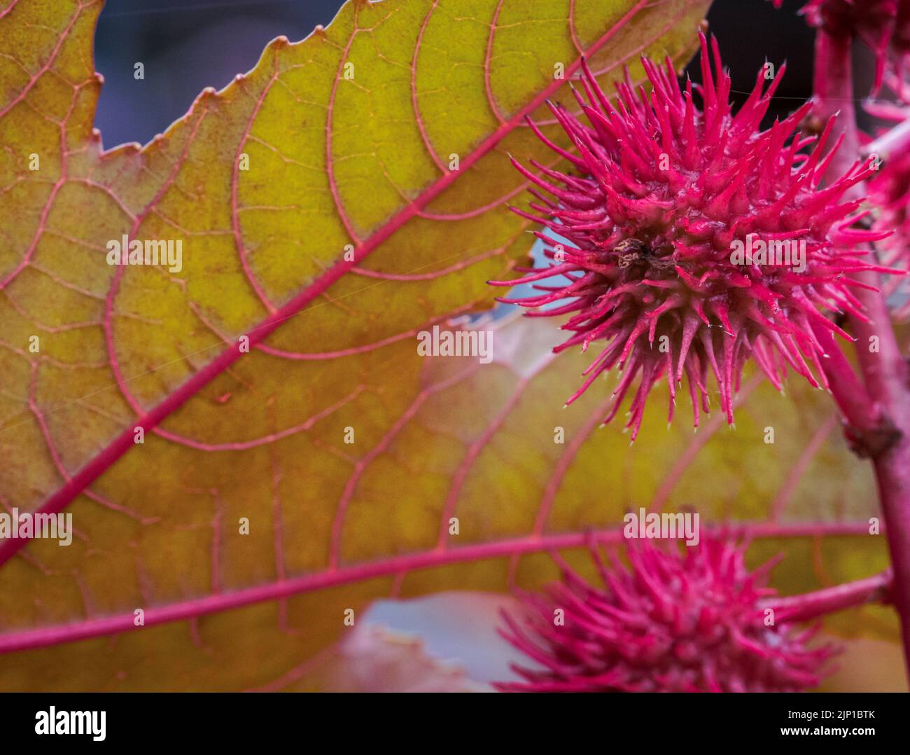 Castor oil plant, Ricinus communis, leaves, poisonous plant - selective focus Stock Photo