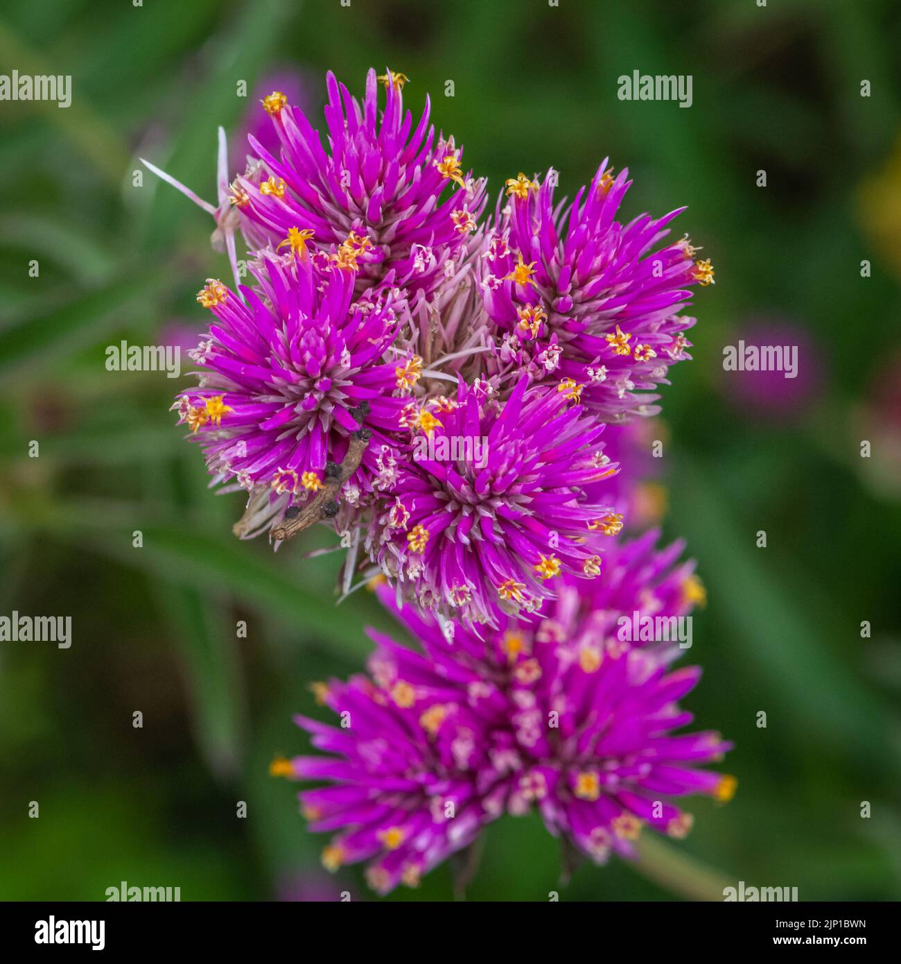 close-up of a Gomphrena pulchella, bursting with two sparkling pink flower clusters. Stock Photo