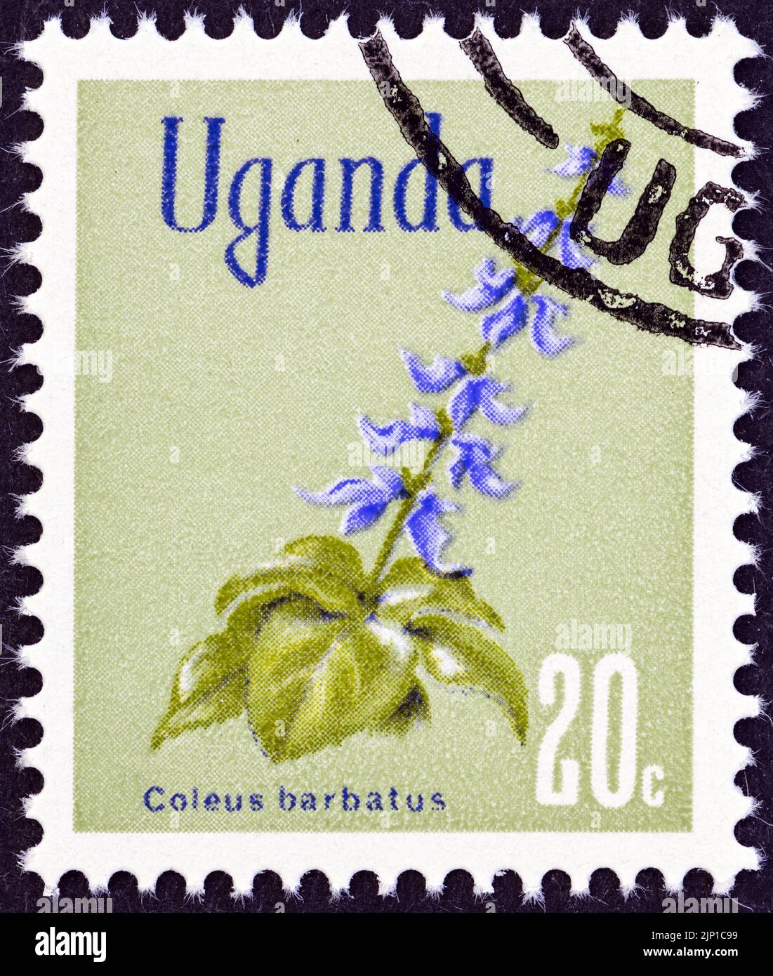 UGANDA - CIRCA 1969: A stamp printed in Uganda from the 'Flowers' issue shows Coleus barbatus, circa 1969. Stock Photo