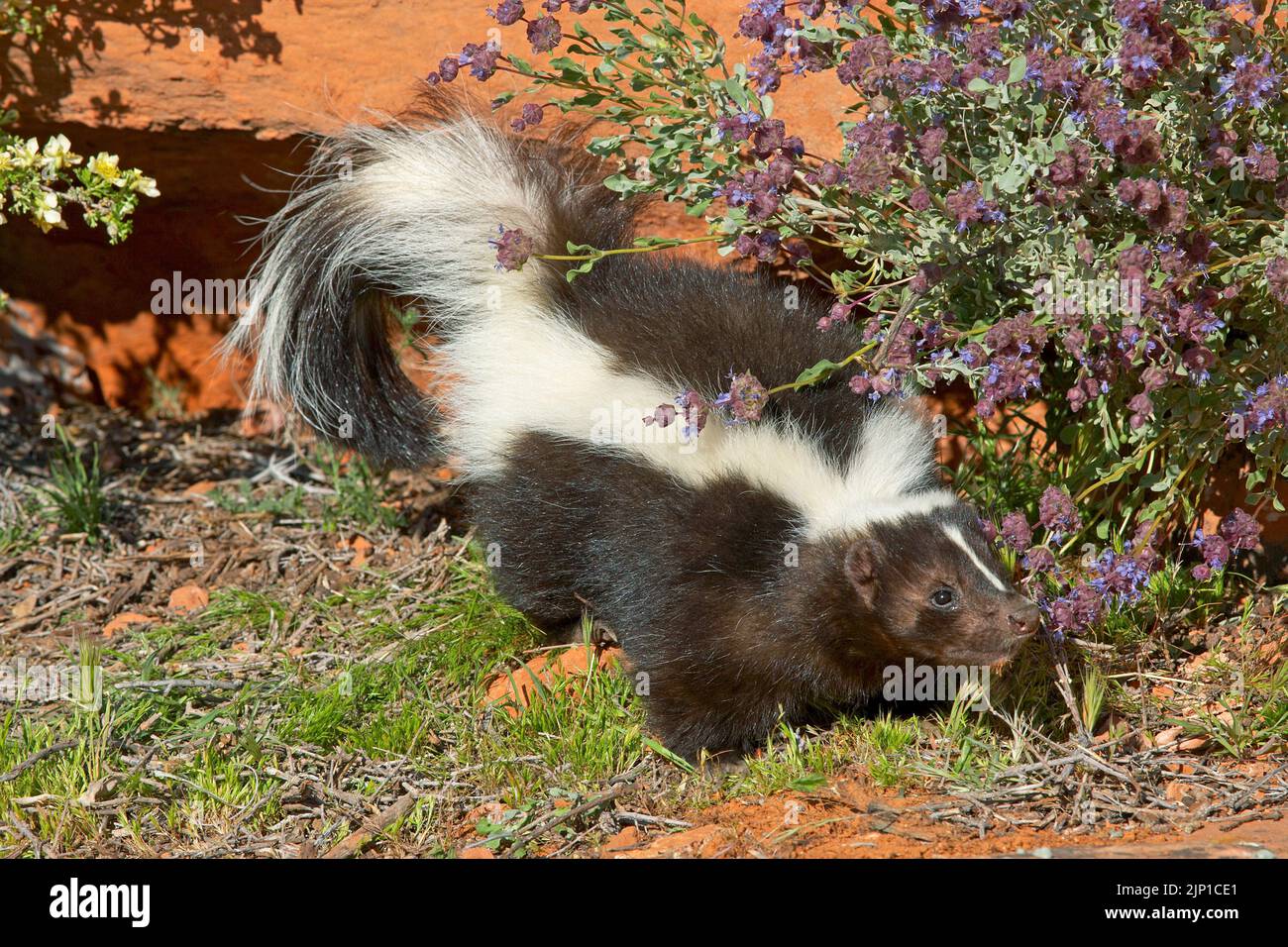 Striped skunk (Mephitis mephitis), San Diego, California, USA Stock Photo