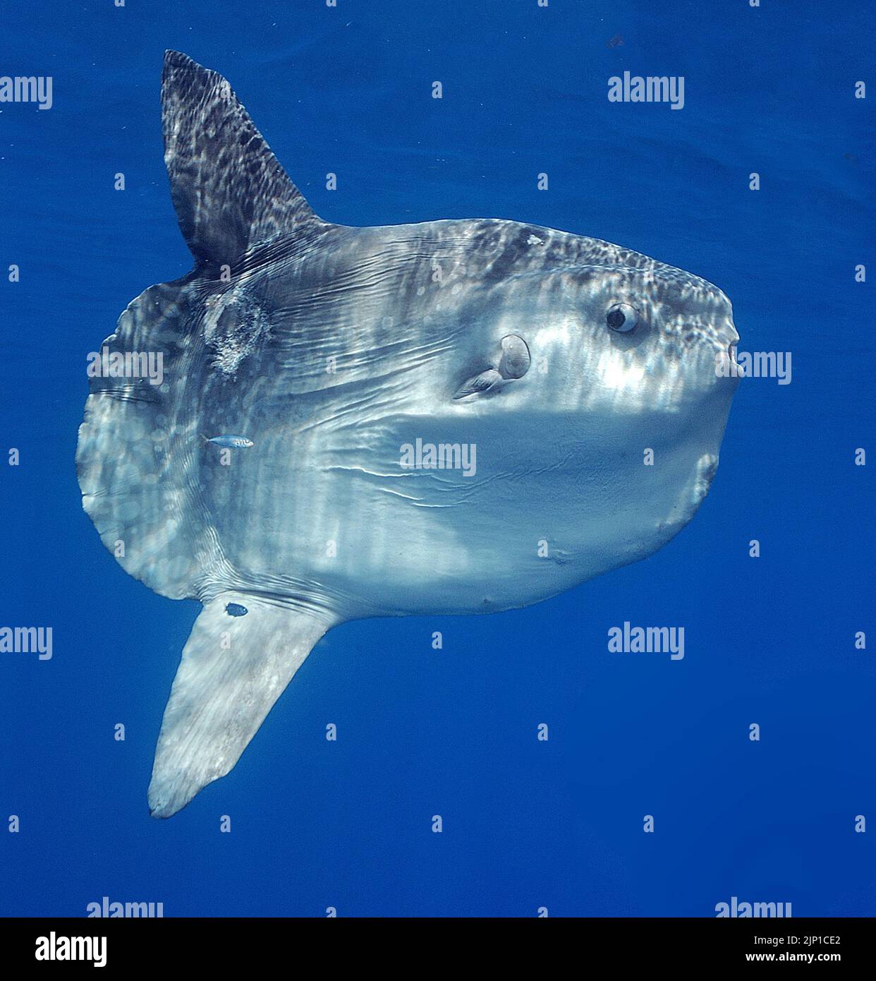 Ocean sunfish (Mola mola), San Diego, California, USA, Pacific Ocean Stock Photo