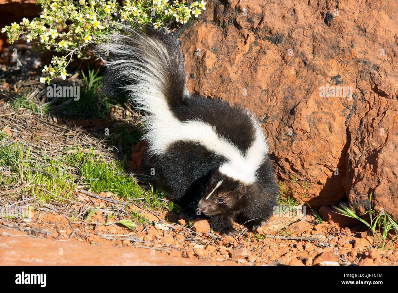 Striped skunk (Mephitis mephitis), San Diego, California, USA Stock Photo