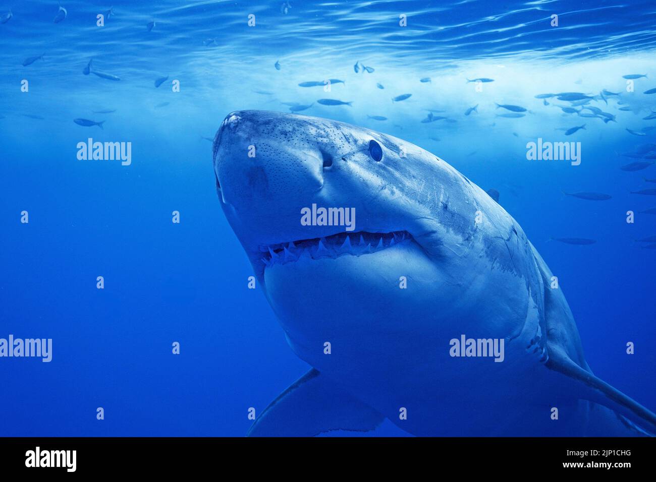 Great white shark (Carcharodon carcharias) in blue water, Guadalupe Island, Mexico, Pacific Ocean Stock Photo