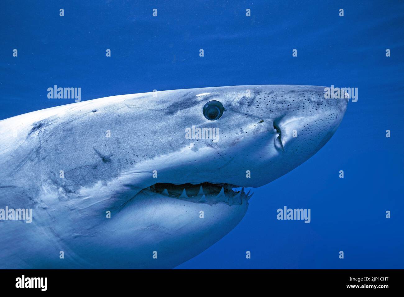 Great white shark (Carcharodon carcharias) in blue water, Guadalupe Island, Mexico, Pacific Ocean Stock Photo