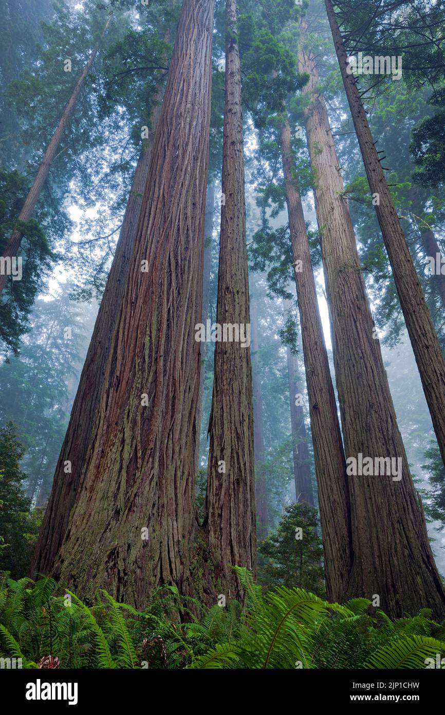 Coastal redwoods (Sequoia sempervirens) and Douglas firs dominate the Muir Woods National Monument north of San Francisco, California, USA Stock Photo