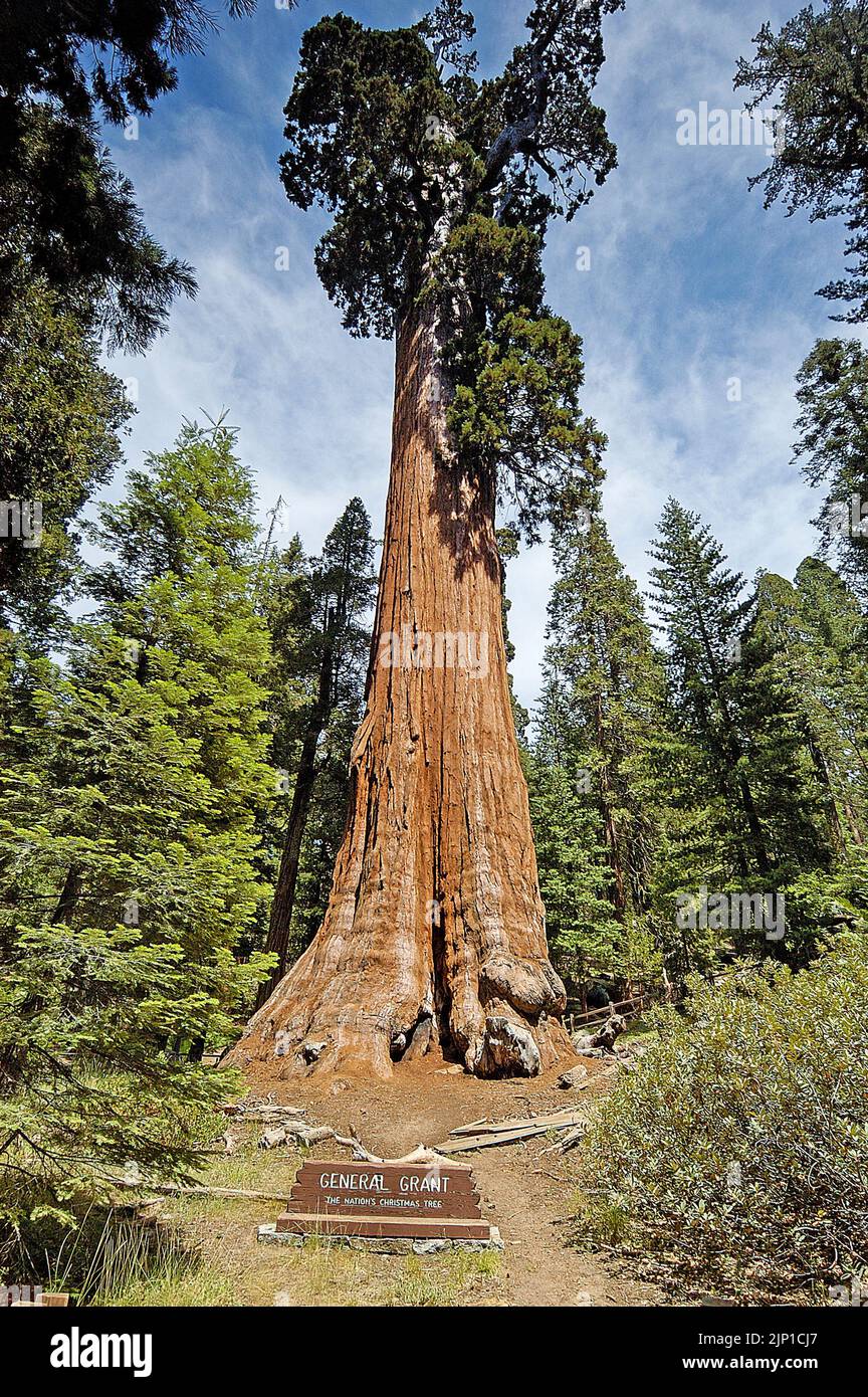 Giant Sequoia tree (Sequoia giganteum), is over 22 feet in diameter and 254 feet high, Sequoia Kings Canyon National Park, California, USA Stock Photo