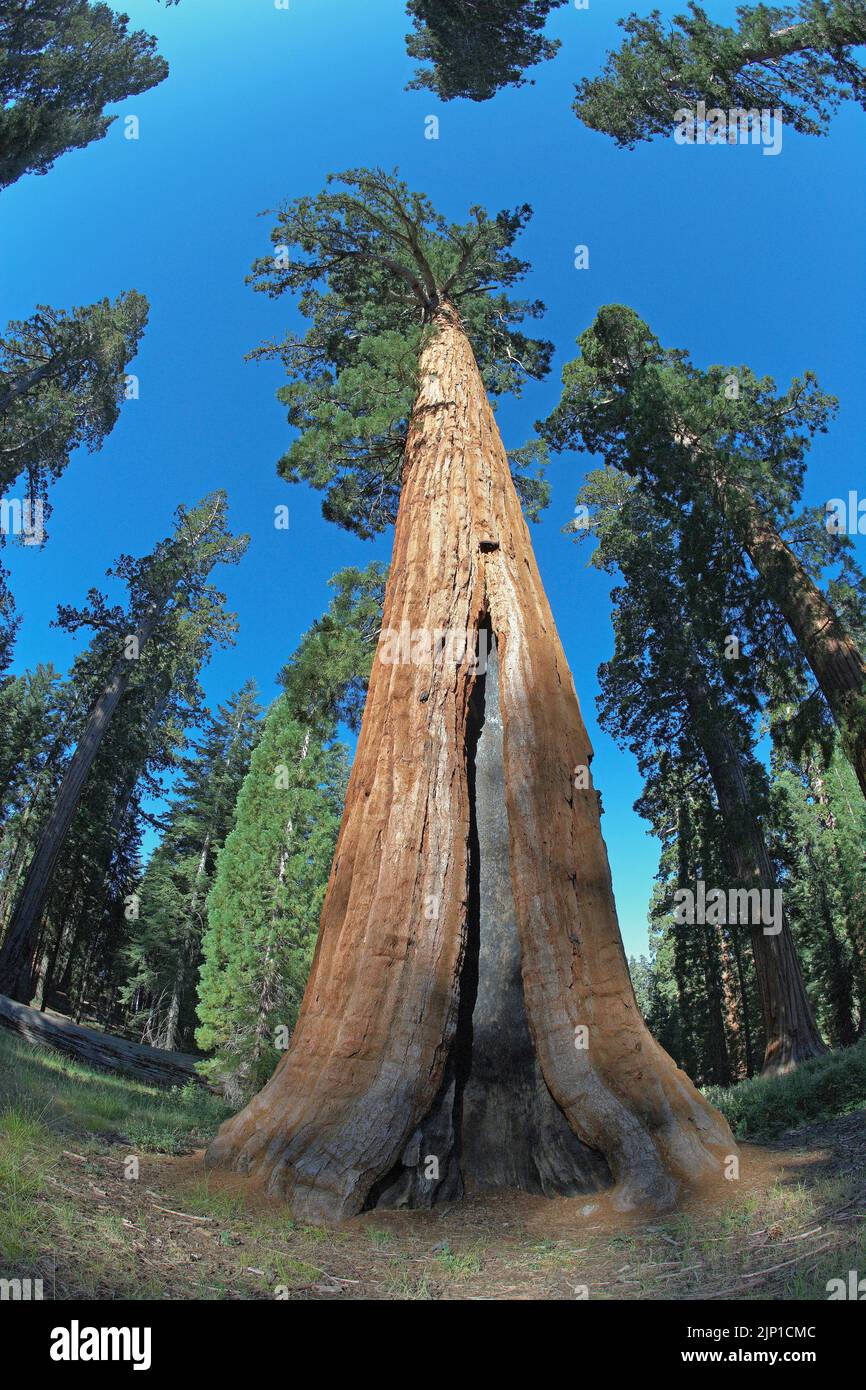 Giant Sequoia tree (Sequoia giganteum), is over 22 feet in diameter and