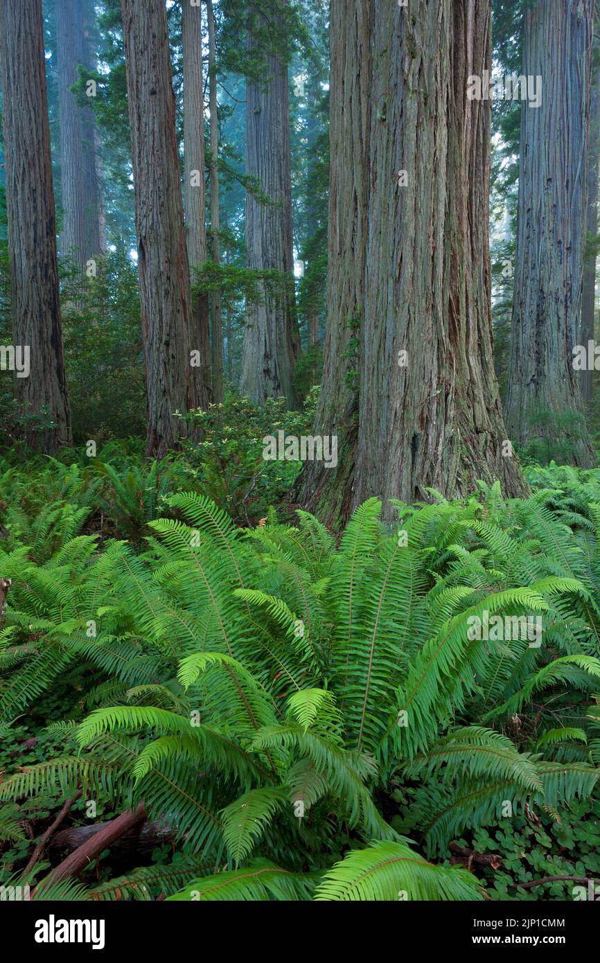 Coastal redwoods (Sequoia sempervirens) and Douglas firs dominate the Muir Woods National Monument north of San Francisco, California, USA Stock Photo