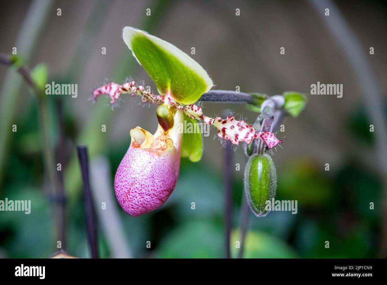 Orchid flower, Hybrid American Paphiopedilum. Tropical floral background Stock Photo