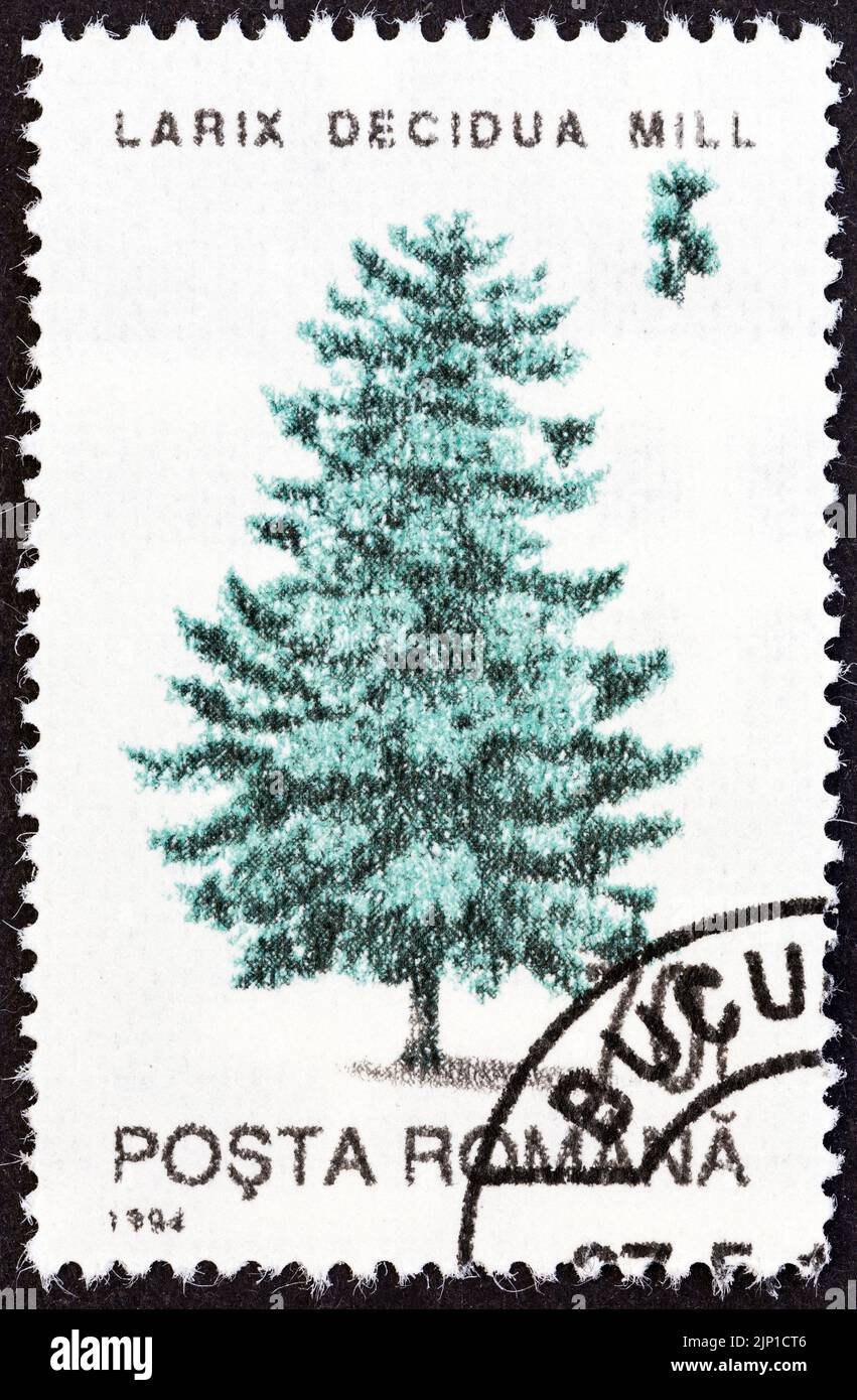 ROMANIA - CIRCA 1994: A stamp printed in Romania from the 'Trees' issue shows European larch, circa 1994. Stock Photo
