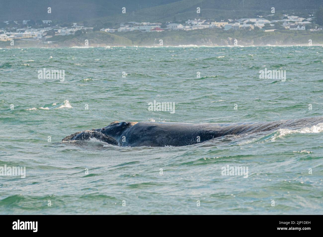 Southern right whale walker bay hi-res stock photography and images - Alamy