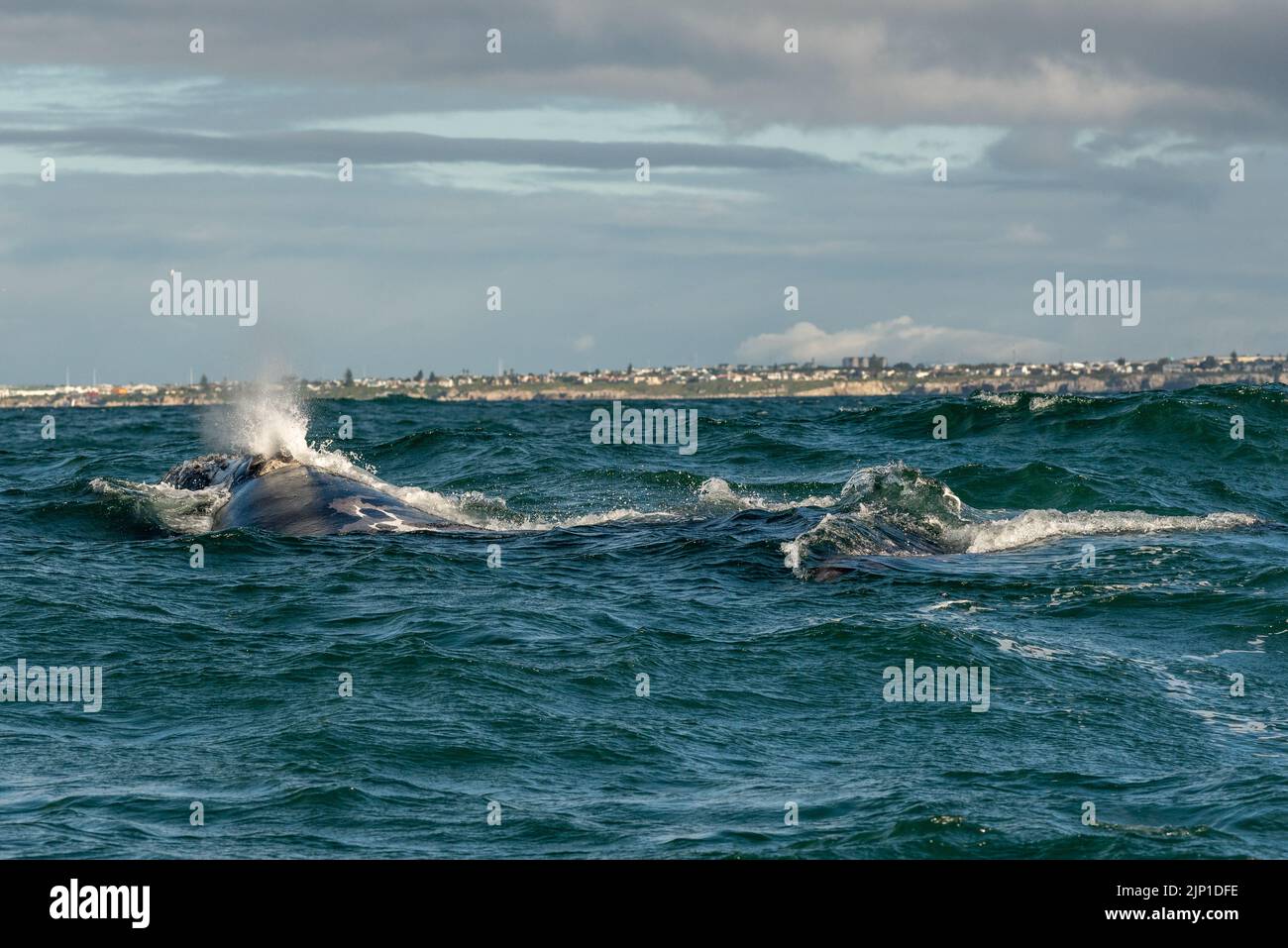 Southern right whale blowing hi-res stock photography and images - Alamy