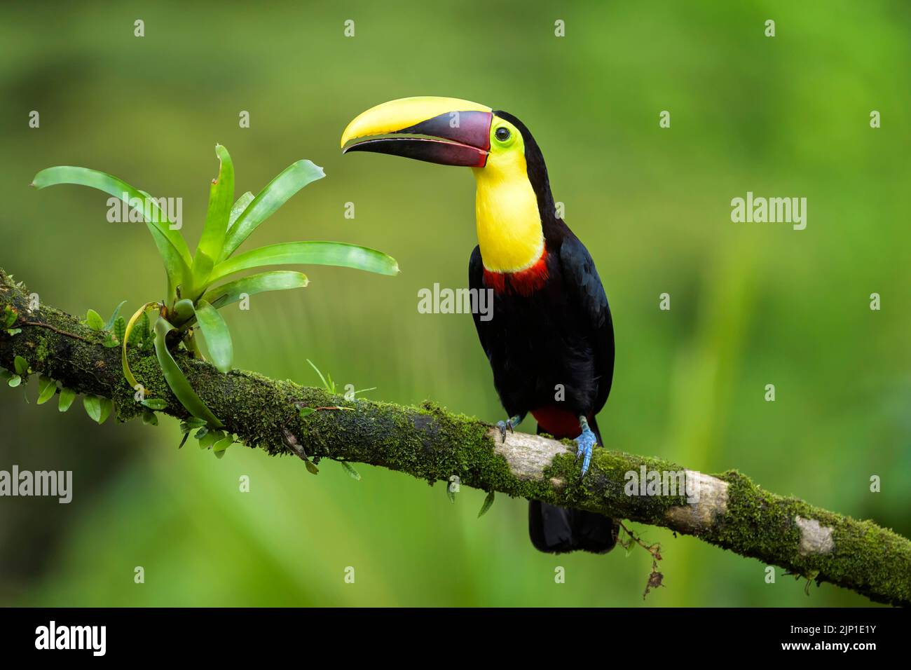 Black-mandibled toucan (Ramphastos ambiguus) perched on a branch with moss and bromeliad, Costa Rica. Stock Photo