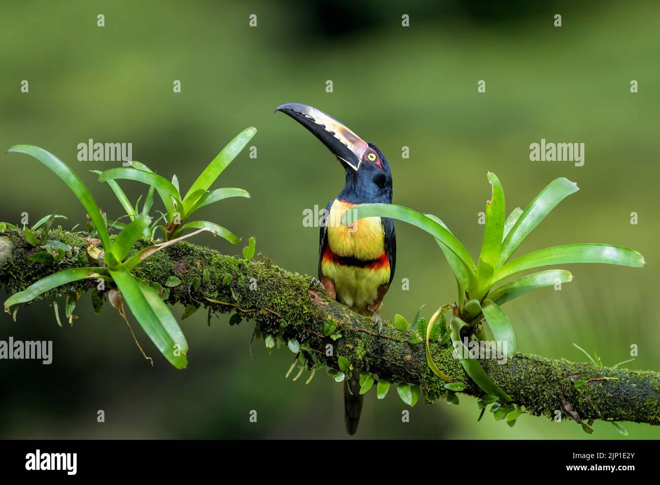 Collared aracari (Pteroglossus torquatus) perched on a branch, looking up, with moss and bromelia, Costa Rica Stock Photo
